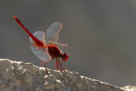 Crocothemis erythraea